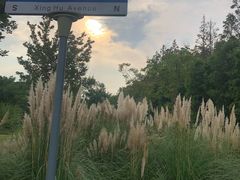 -上海长兴岛郊野公园