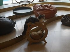 -飞行喵MR PILOT|猫舍·猫咖(静安大融城店)