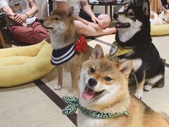 -逗柴咖啡屋·狗咖猫咖宠物桌游