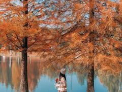 -合肥滨湖国家森林公园