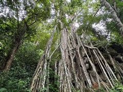 -中国科学院西双版纳热带植物园