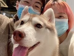 -Husky Go! 哈士奇体验馆·宠物咖啡厅狗咖