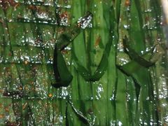 -月见山烧鸽子海鲜小串