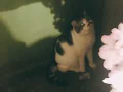 -猫猫幼稚园·撸猫·桌游·电玩