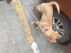 -心仪动物医院·牙专科·肿瘤·心脏科(西客站院)