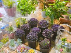 -双季花艺园艺市场(浦东店)