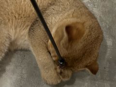-楼上猫咖(罗湖店)