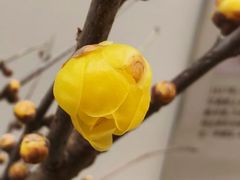 -无锡梅园公园
