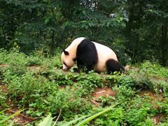 -中国大熊猫保护研究中心雅安碧峰峡基地
