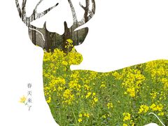 -顾村公园