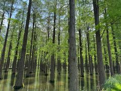 -渌洋湖湿地公园