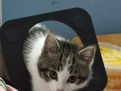 -欣宠猫屋·矮脚拿破仑·蓝金金渐层