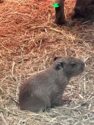 -Zoolung Zoolung动物主题公园(海信广场店)