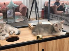-袖虎·猫馆(体育西路店)