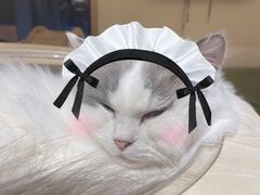 -滚猫咖啡·猫咖·猫友好撸猫(未来城店)