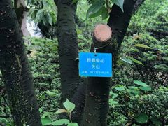 -南山植物园
