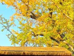 -千年银杏谷文化旅游区