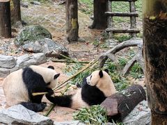 -都江堰中华大熊猫苑