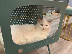 -BABIT巴比特宠物(MOMOPARK店)