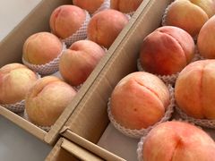 -南汇新场正宗水蜜桃采摘