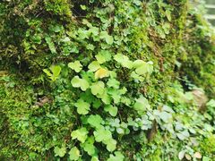 -南山植物园
