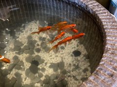 -帅巴人舅母子腊蹄民俗村