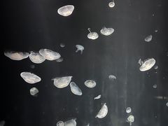 -大阪海游馆