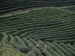 -龙坞茶村