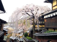 -醍醐寺