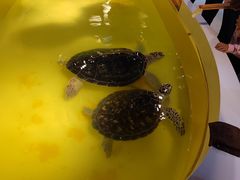 -秦皇岛新澳海底世界