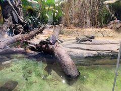 -正佳雨林生态植物园