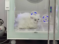 -爱洗澡的猫(望京店)
