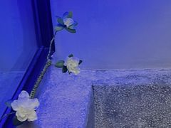 -青城道汤池