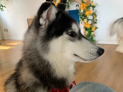 -Husky Go! 哈士奇体验馆·宠物咖啡厅狗咖