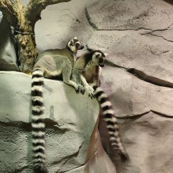 -Zoolung Zoolung动物主题公园(海信广场店)