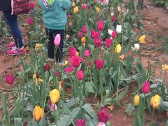 -洛阳郁金香牡丹园