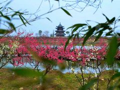 -上海海湾国家森林公园
