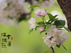 -海棠花溪(元大都城垣遗址公园)