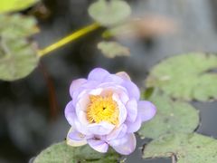 -中国科学院华南植物园