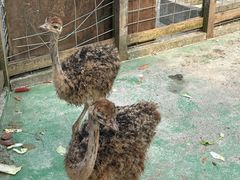 -前小桔亲子创意农场·草莓采摘·露营烧烤