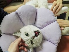 -美联众合动物医院·24h转诊中心