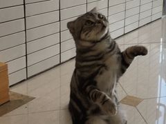 -Catmate·猫肥家润(金润铂宫店)