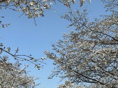 -武汉大学-樱园