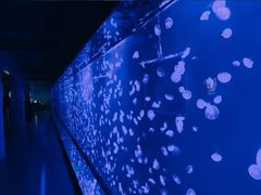 -深圳野生动物园
