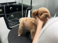 -八公叔叔宠物美容连锁(春申店)