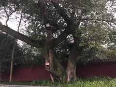 景点-峨眉山报国寺