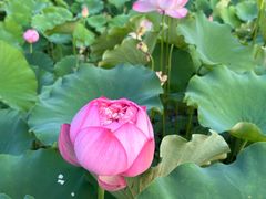 -莲花池公园