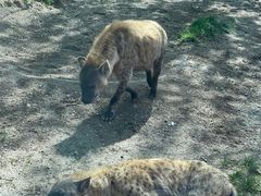 -北京野生动物园