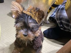 -逗柴咖啡屋·狗咖猫咖宠物桌游