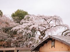 -醍醐寺